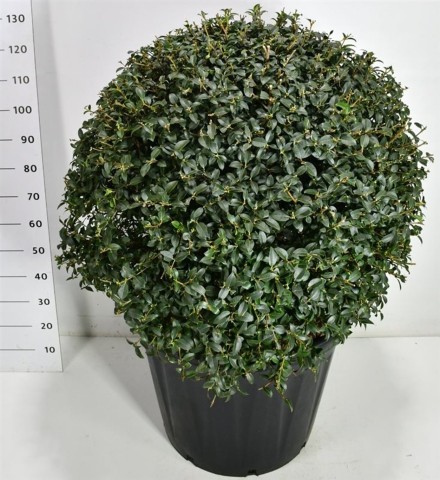 Osmanthus burkwoodii