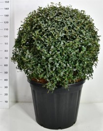 Osmanthus burkwoodii