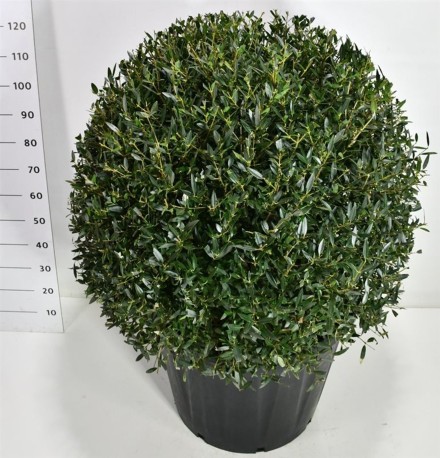 Phillyrea angustifolia