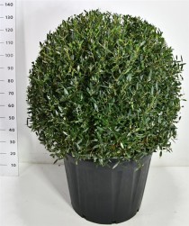 Phillyrea angustifolia