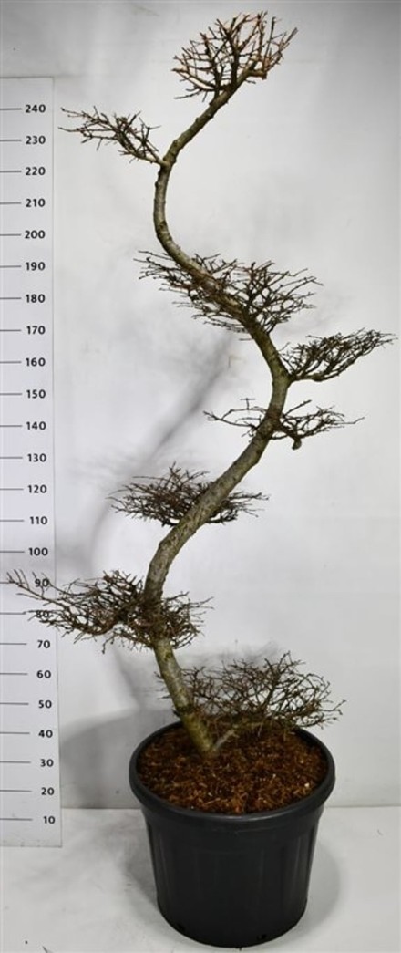 Larix kaempferi