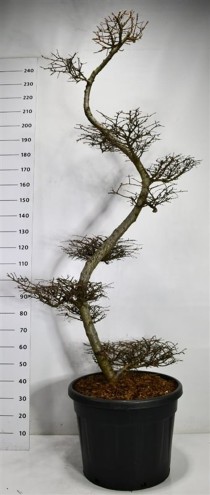 Larix kaempferi