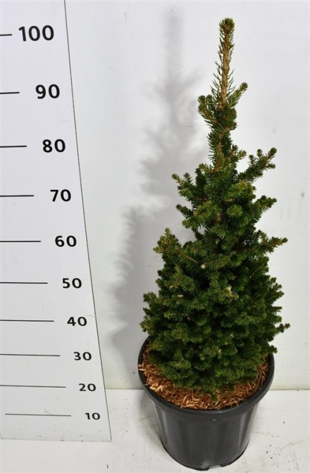 Picea a. 'Will's Zwerg'