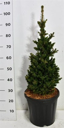 Picea a. 'Will's Zwerg'
