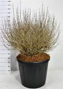 Syringa meyeri 'Palibin'