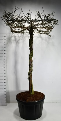 Wisteria brach. 'Yokohama fuji'