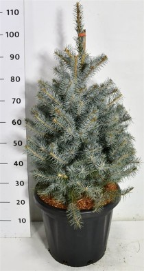 Picea pungens 'Edith'