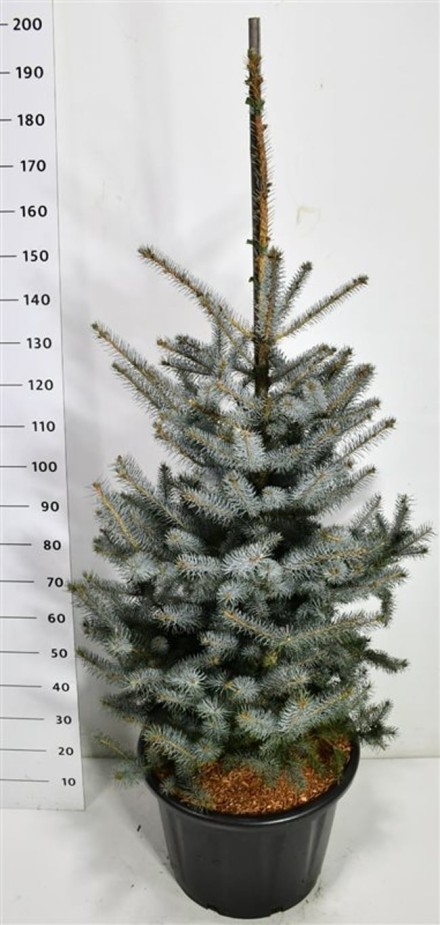 Picea pungens 'Edith'