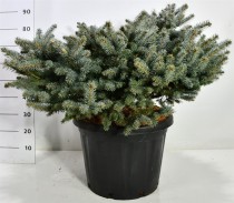 Picea pungens 'Glauca Globosa'