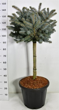 Picea pungens 'Glauca Globosa'