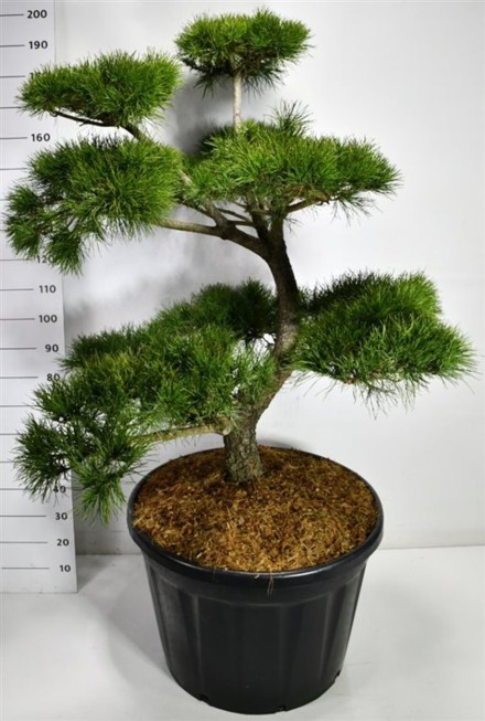 Pinus contorta