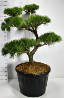 Pinus contorta