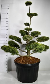Pinus mugo 'Gnom'
