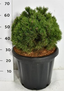 Pinus mugo 'Heideperle'
