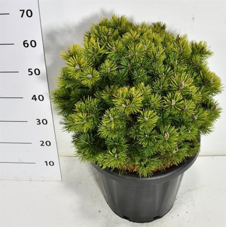 Pinus mugo 'Mops'