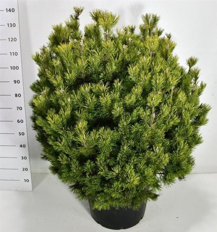 Pinus mugo 'Mops'