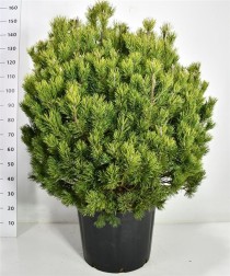 Pinus mugo 'Mops'