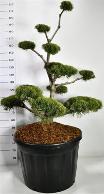 Pinus mugo mugo