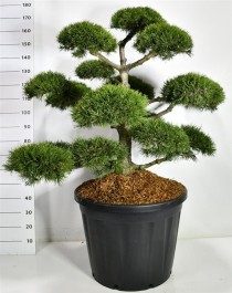Pinus mugo 'Mughus'