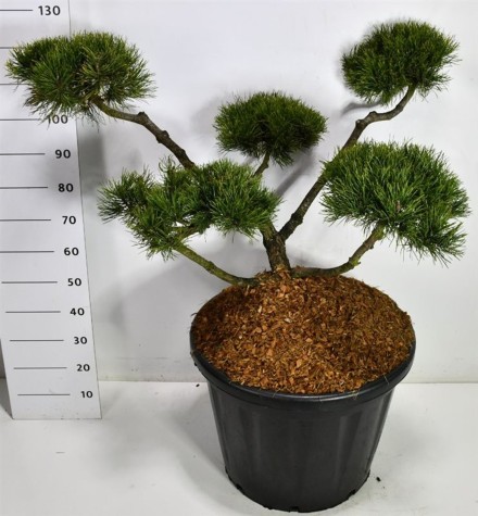 Pinus mugo 'Mughus'