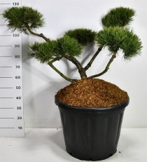 Pinus mugo 'Mughus'