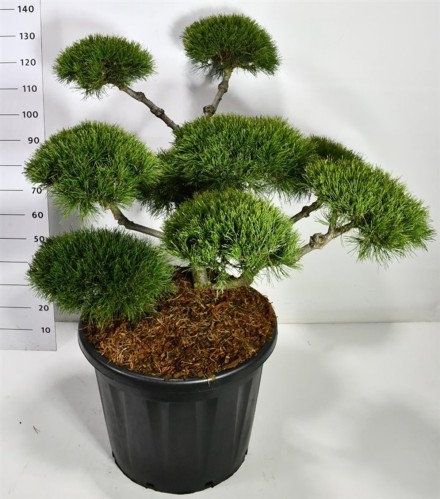 Pinus mugo 'Mughus'