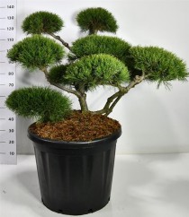 Pinus mugo 'Mughus'