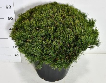 Pinus mugo pumilio