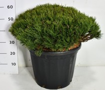 Pinus mugo pumilio
