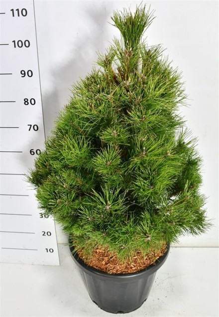 Pinus nigra nigra
