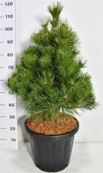 Pinus nigra nigra