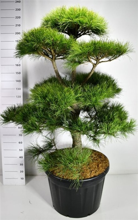 Pinus nigra nigra