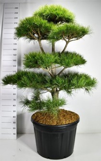 Pinus nigra nigra