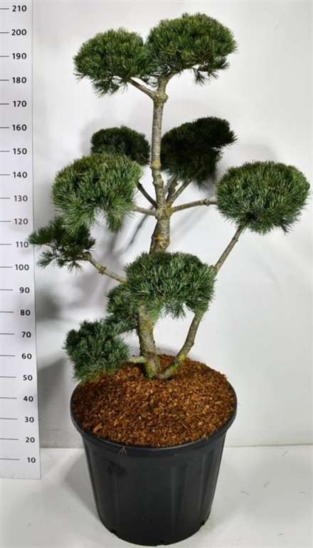 Pinus parv. 'Negishi'