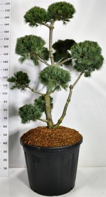 Pinus parv. 'Negishi'