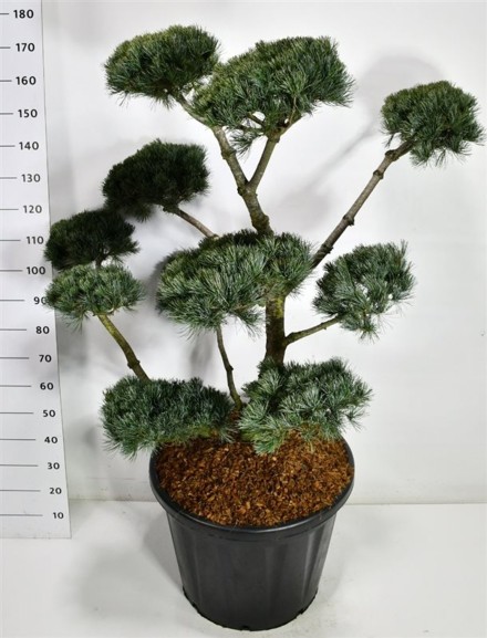 Pinus parv. 'Negishi'