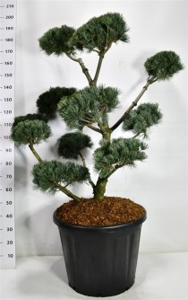 Pinus parv. 'Negishi'