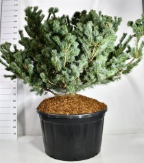 Pinus parv. 'Negishi'