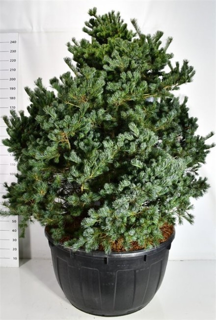 Pinus parv. 'Negishi'