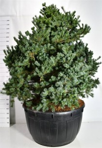 Pinus parv. 'Negishi'
