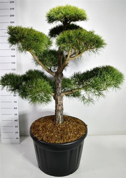 Pinus sylvestris
