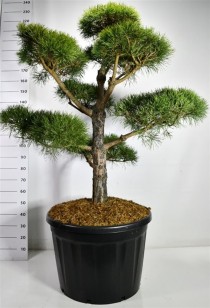 Pinus sylvestris