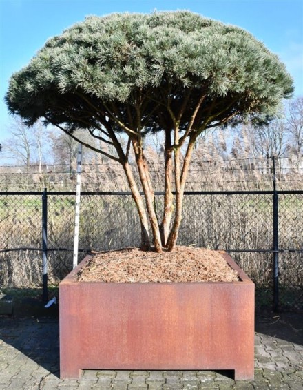 Pinus sylvestris 'Watereri'