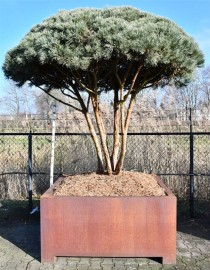 Pinus sylvestris 'Watereri'