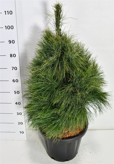 Pinus wallichiana