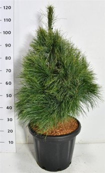 Pinus wallichiana
