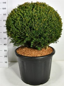 Taxus baccata