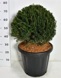 Taxus baccata