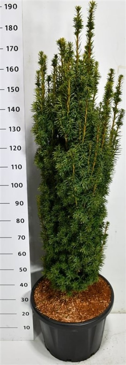 Taxus b. 'David'