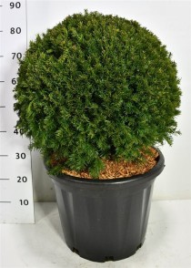 Taxus media 'Groenland'